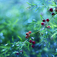  �����Ĵ���Ȼ 