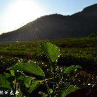 �ּ�������Ķ�����м� �ȱ��� �羰Ҳ������