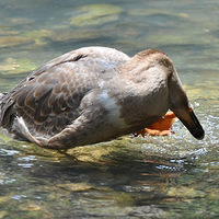 ��С���ĵ�ϴ�����Ƭ�ˣ������뿴��