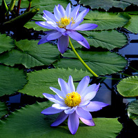 ����һ����ˮ----˯������~~