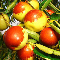        ɽ�������ز�