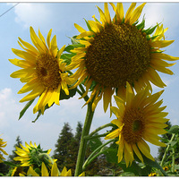 ����侺�ʢ�����տ���