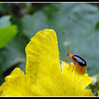 �Ұ����Ļ�֮��˿�ϻ���