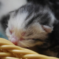 ���졢�������򿨡���2013��8��