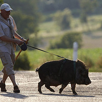 ��ʽ�����ĳ��