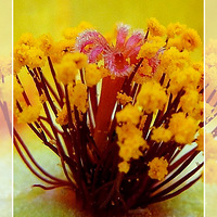 �Ұ������ҵĻ�֮����ʱ����