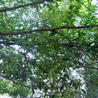 ���¹�Ʈ��