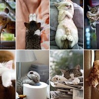 ��è��˯�ˣ�ת��