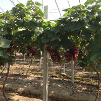 ����԰�ﳢ��ʳ2