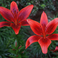 �����İٺϻ�