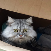 ��������è---����