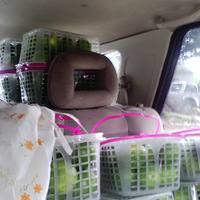 ��������--���������Լ�ժ�̳��������ջ����Ӱ�����ˣ�