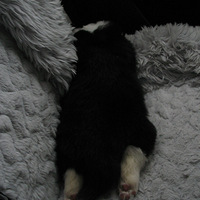 ������µ����ֽС���"Сʱ��"��"��������"����ͼ��