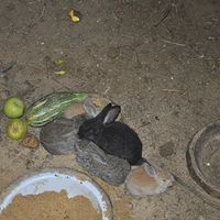 ��������ʳ��?