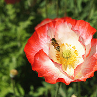 �����е���Ʒ------������