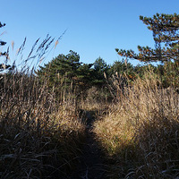 ���������   ������������ɫ����װ��