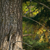 ���ﾫ�������������ܱ߻��������ں� 