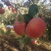 ��������ʳ