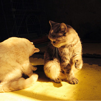 ���Ա���ҵ�è�����ǵ�ʱ���κ��˲��ܴ���