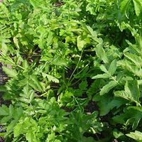 ������ŷ�޵��ܲ���