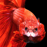 ����ѣĿ��Ư�����㣡