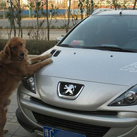 ��������µĽ�ëʨ�������ᳵ�ǣ�