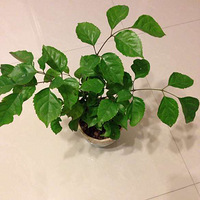 �����������ֲ���