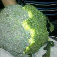 ��ҵ��߲ˣ�ˮ��ϴ�ɾ�����