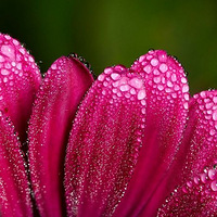 ����Ŀѣ���ص�΢������