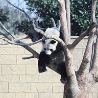 ��������è������˯��������������̬ʮ��