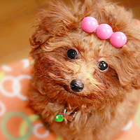 ɹ̩�ϡ������Ц����˵ߵ������߶˴���