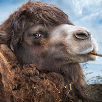 ���ճ���С������ ��ʿIT���˴��쳬��ʵ����������