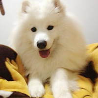 �������������ɣ���ֻ�����˴��Ż�Ц��������