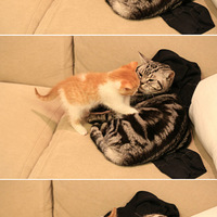 С2�Ӹ�Ц����2����������ᣡ