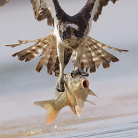 ��Ӱʦ��������ץ����ӥ��ʳ���㾫��˲��