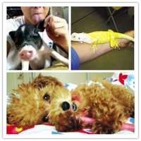 ��ͼ��������Ķ���԰ �������󼯻�