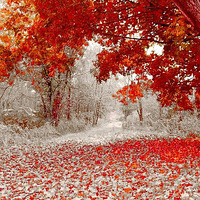 �����𺳣��������ʵ��