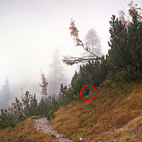 �����ҵ���Ƭ�еľѻ�����