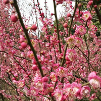 3��2����ɫ������ɽ��÷