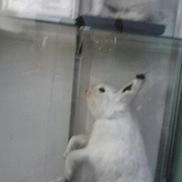 �����Ľ��