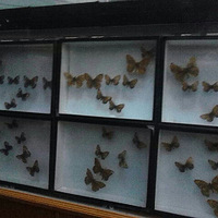 �����Ľ��