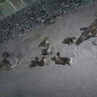 �����Ľ��