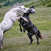 ����Щ��Ƭ����Ӱʦ��������