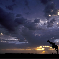 �����Ժ�г�������⾳��Ұ��������Ӱ��