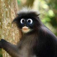 ̩��԰Ҷ��ɴ�˫�����ƴ����۾�