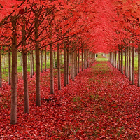 ���������ʵ���Ҷ�ﾰ