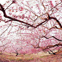 �ԵĽ�������Ŀ���