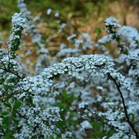 ����Ұ�زġ���һ��������������