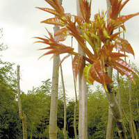 ��������Щ�ʺϳԵ�Ұ�ˣ�����������ϵĴ��족