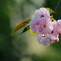 �㸣��ǰ�Ļ���